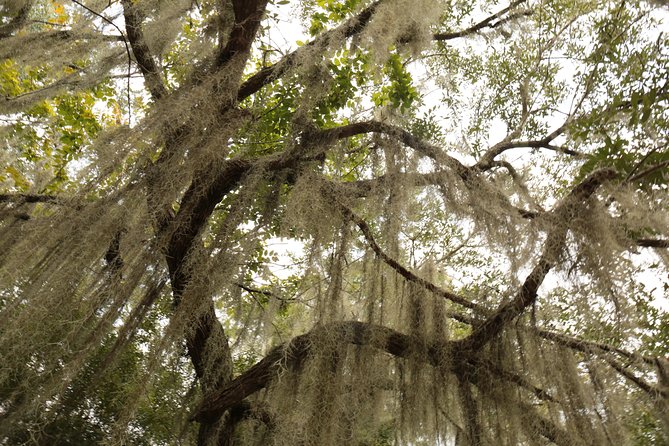 New Orleans Airboat Ride - Into the Cypress Swamp Near Jean Lafitte