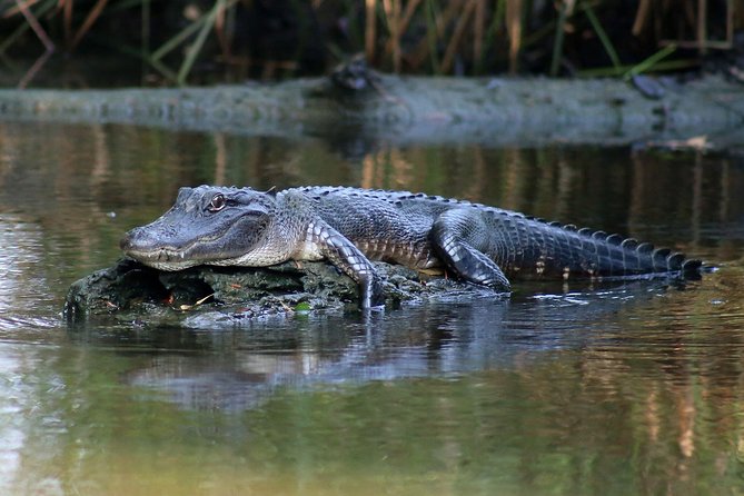 New Orleans Airboat Ride - Is $59 a Good Value?