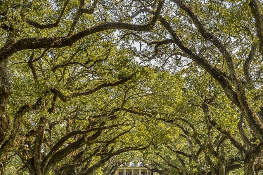 New Orleans: Bayou Swamp Tour and Oak Alley Plantation Tour - Why this combo works for a New Orleans day