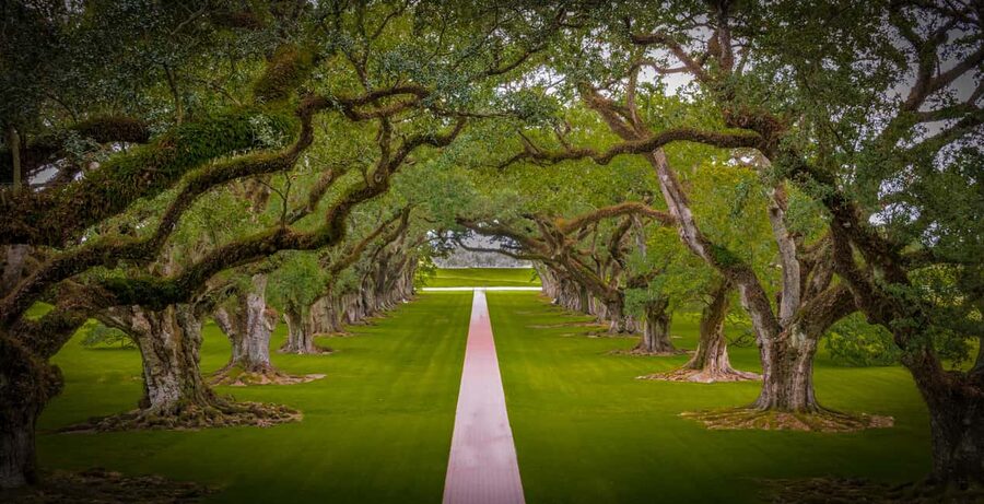 New Orleans: Bayou Swamp Tour and Oak Alley Plantation Tour - The 10:30 a.m. hotel pickup