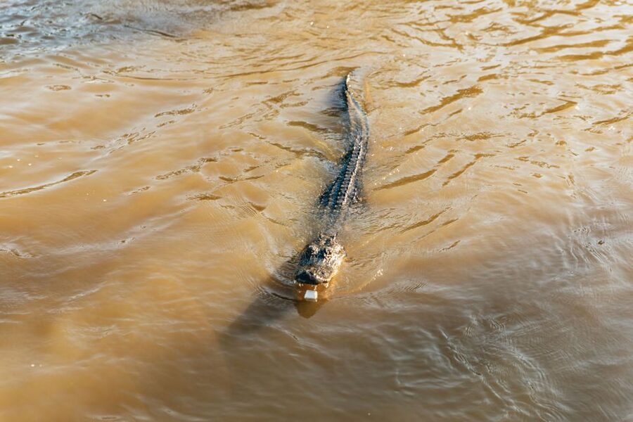 New Orleans: Guided Swamp Cruise by Tour Boat - Leaving New Orleans for the Barataria Swamps