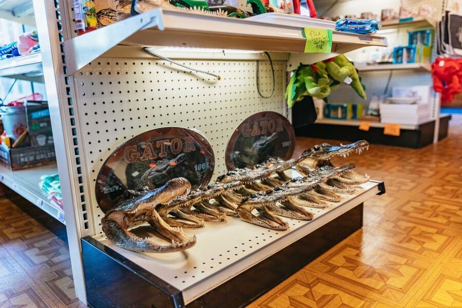 New Orleans: Guided Swamp Cruise by Tour Boat - Is the $35 price good value?