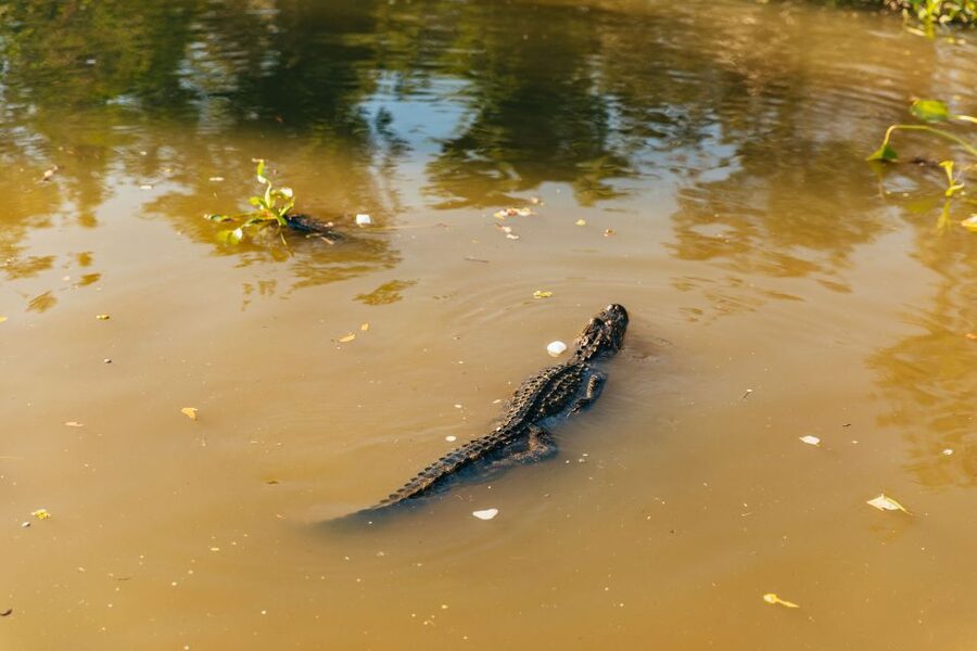 New Orleans: Guided Swamp Cruise by Tour Boat - At the Marrero dock