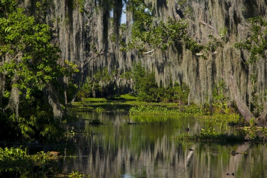New Orleans: High Speed 16 Passenger Airboat Ride - Quick points to know