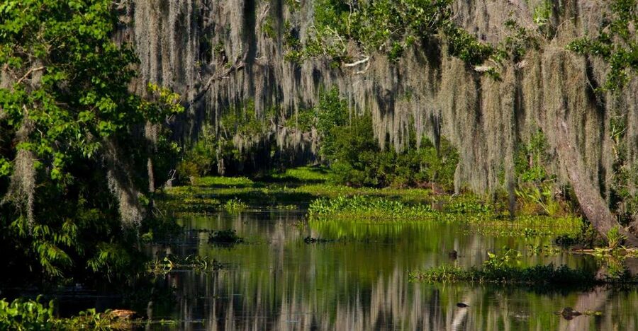 New Orleans: High Speed 16 Passenger Airboat Ride - From New Orleans to the swamp dock