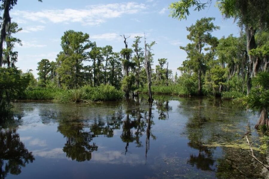 New Orleans: High Speed 16 Passenger Airboat Ride - Why the seating makes a difference