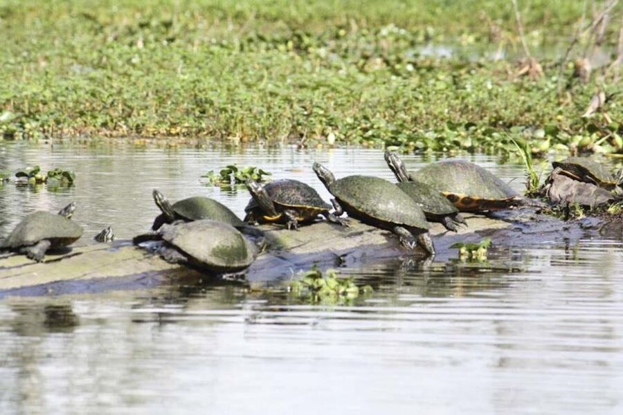 New Orleans: High Speed 16 Passenger Airboat Ride - The human story of Louisiana’s wetlands