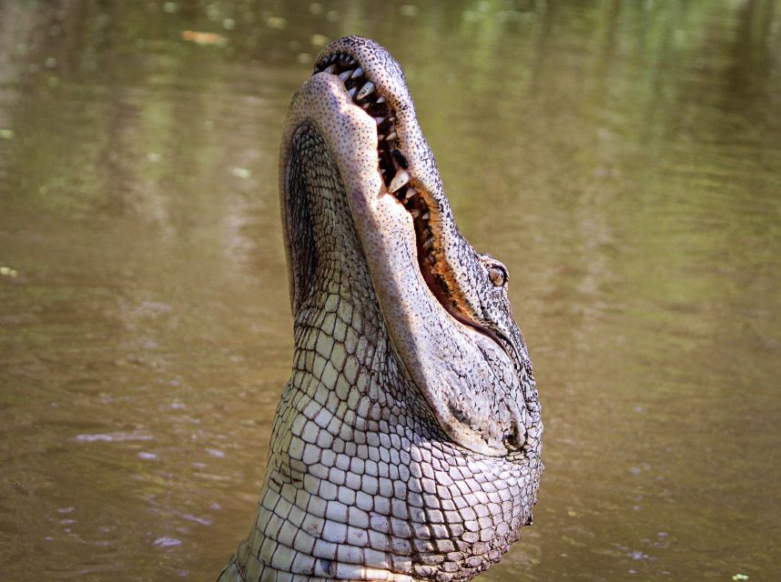 New Orleans: High Speed 16 Passenger Airboat Ride - Booking and timing advice