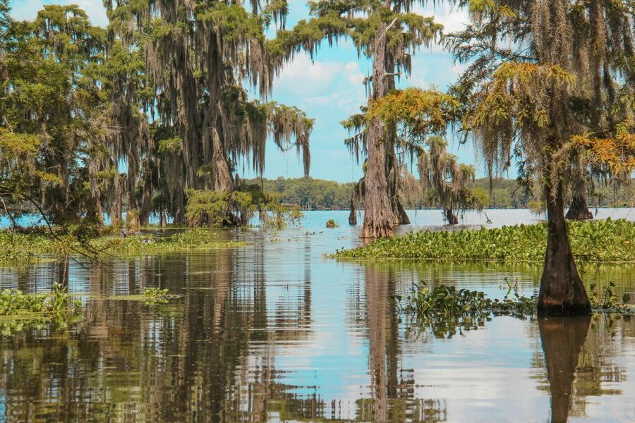 New Orleans: High Speed 9 Passenger Airboat Tour - Should you book this New Orleans airboat tour?
