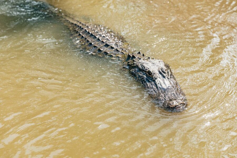 New Orleans: High Speed 9 Passenger Airboat Tour - Jean Lafitte National Historical Park and Preserve