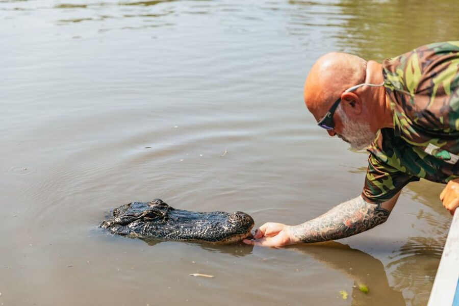 New Orleans: High Speed 9 Passenger Airboat Tour - Birds, turtles, raccoons, and wild pigs