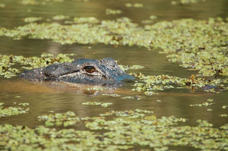 New Orleans: High Speed 9 Passenger Airboat Tour - Who will enjoy this boat most