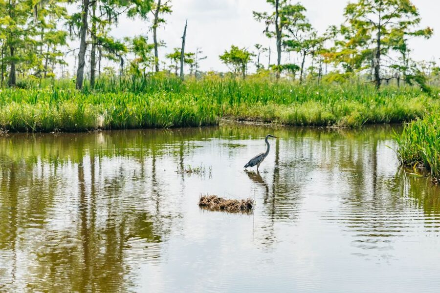 New Orleans: High Speed 9 Passenger Airboat Tour - Practical advice before you leave New Orleans