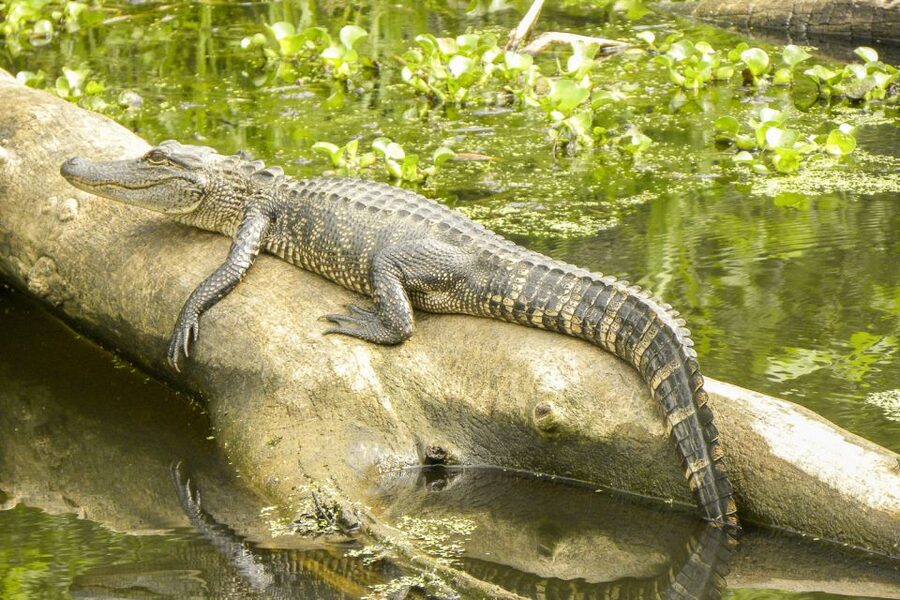 New Orleans Manchac Bayou Swamp Cruise W/ Optional Pick-Up - What Manchac Bayou feels like from the water