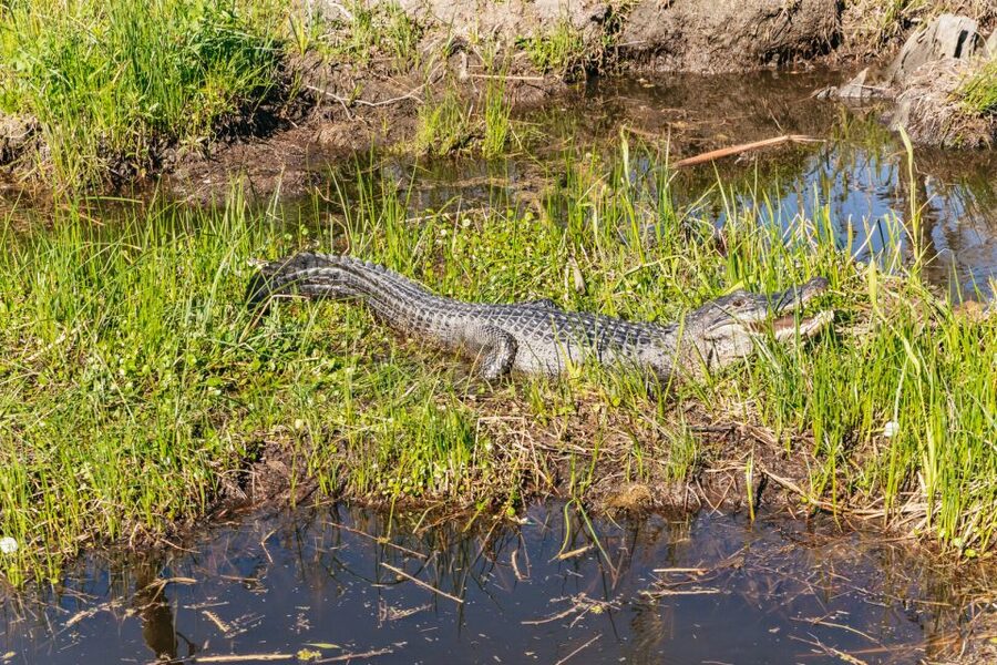 New Orleans: Oak Alley Plantation & Airboat Swamp Combo Tour - Transportation, group size, and the long return