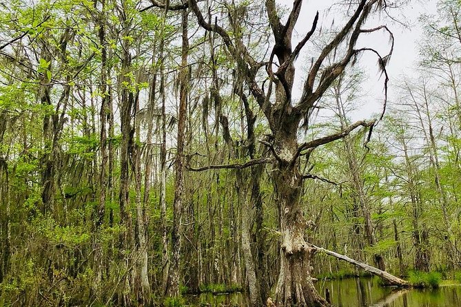 New Orleans Self-Transport Swamp and Bayou Boat Tour - Boarding the 22-passenger flat-bottom boat