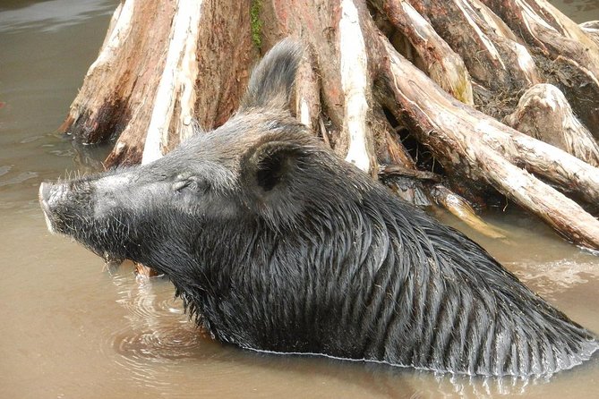 New Orleans Self-Transport Swamp and Bayou Boat Tour - The guide makes the difference