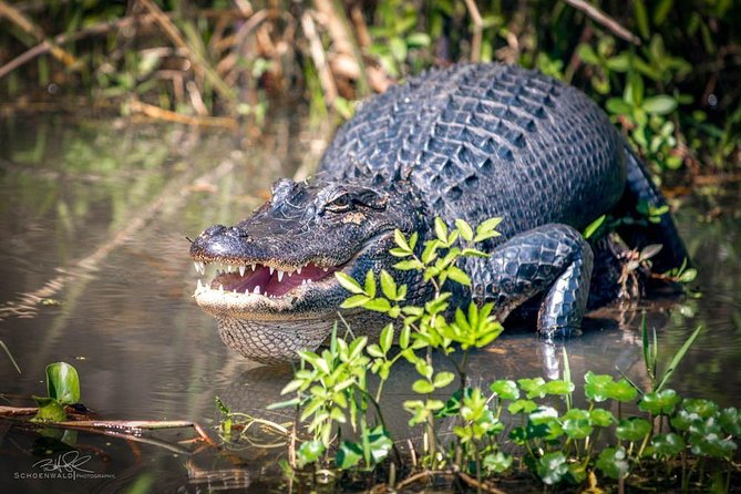 New Orleans Self-Transport Swamp and Bayou Boat Tour - Watching for alligators along the swamp channels