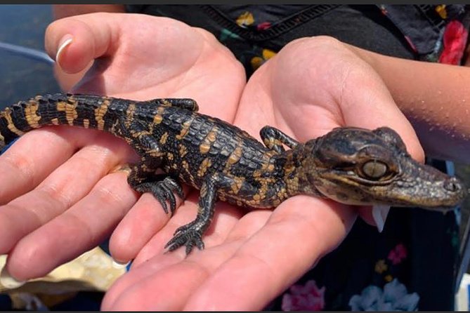 New Orleans Small-Group Airboat Swamp Tour - Alligators, baby reptiles, and other wildlife