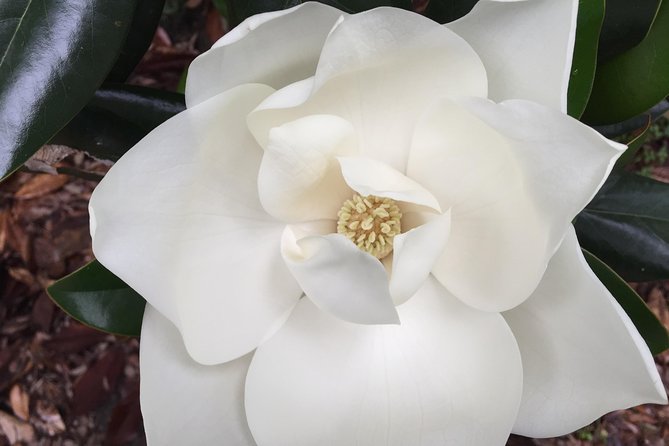 New Orleans Small-Group Garden District Walking Tour - Booking, cancellation, and practical details