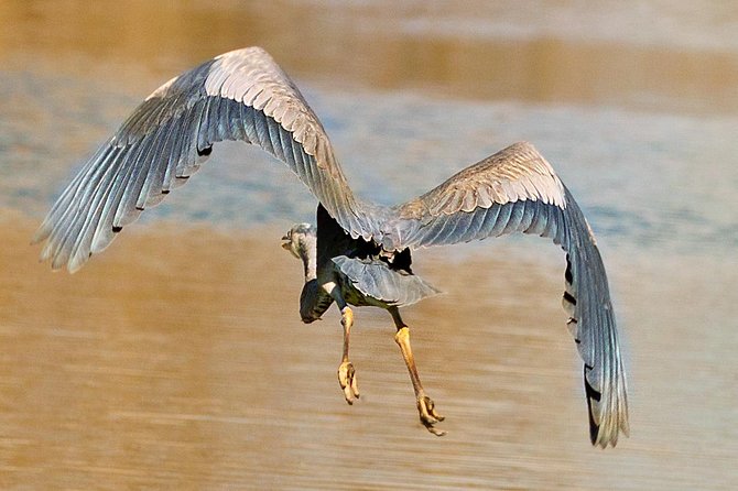 New Orleans Swamp and Bayou Alligator Tour - Cajun culture beyond the city streets