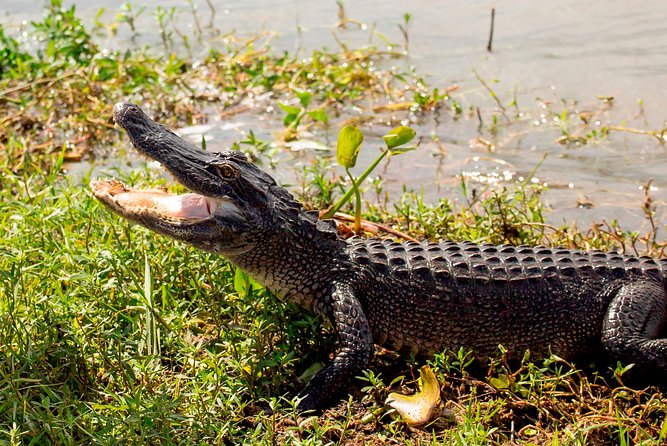 New Orleans Swamp and Bayou Alligator Tour - Who will enjoy this tour most