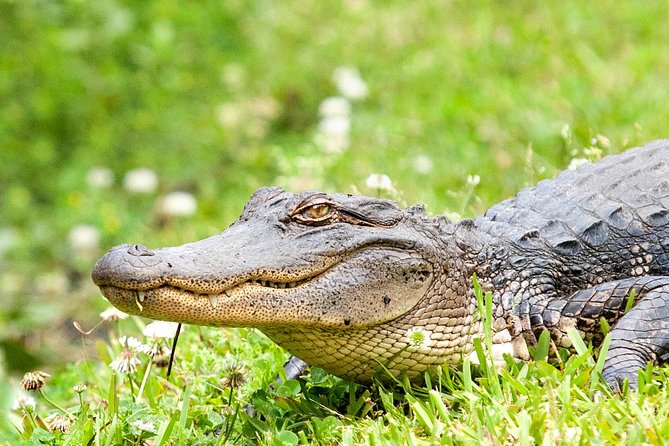 New Orleans Swamp and Bayou Alligator Tour - A closer look at the Barataria Preserve