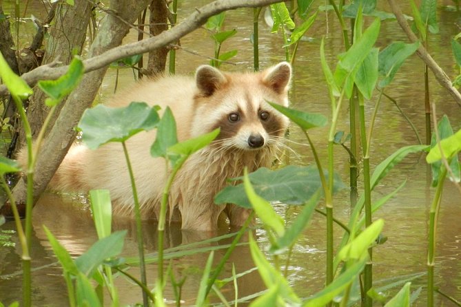 New Orleans Swamp and Bayou Boat Tour with Transportation - Cajun life along the water
