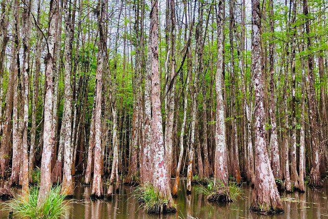 New Orleans Swamp and Bayou Boat Tour with Transportation - The real value of a $70.12 half-day