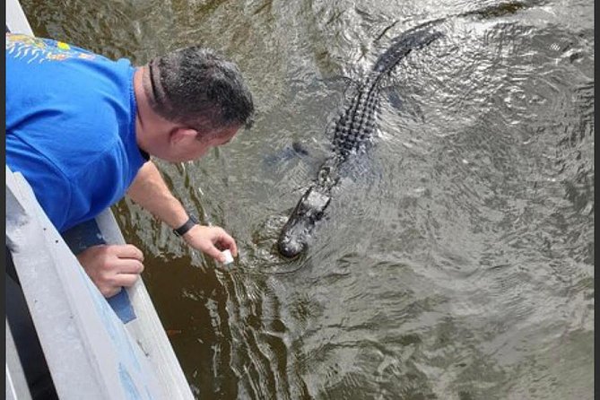 New Orleans Swamp Tour Boat Adventure - Looking for alligators, turtles, snakes, and birds