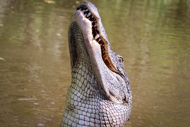 New Orleans Swamp Tour Boat Adventure with Transportation - Barataria Preserve by covered boat