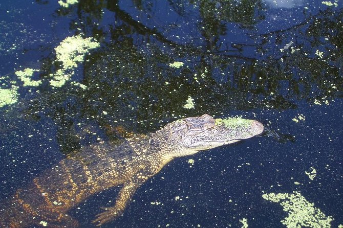 New Orleans Swamp Tour Boat Adventure with Transportation - Why the guide matters so much