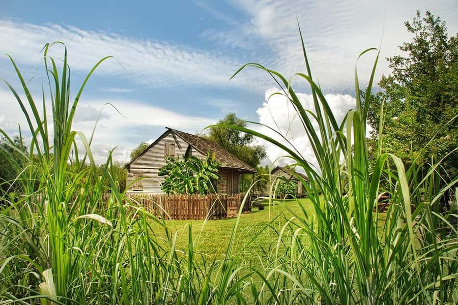 New Orleans: Whitney Plantation Tour with Transportation - Adding the 90-minute Manchac Swamp cruise