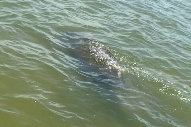 New Smyrna Dolphin and Manatee Kayak and SUP Adventure Tour - Dolphins, Manatees, and the Limits of Wildlife Watching