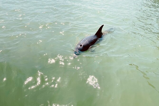 New Smyrna Dolphin and Manatee Kayak and SUP Adventure Tour - Kayak or SUP: Which Is Better for You?