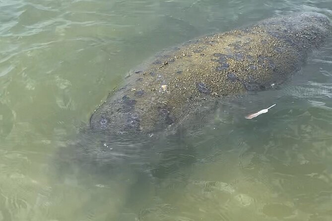New Smyrna Dolphin and Manatee Kayak and SUP Adventure Tour - What the Two Hours Feel Like