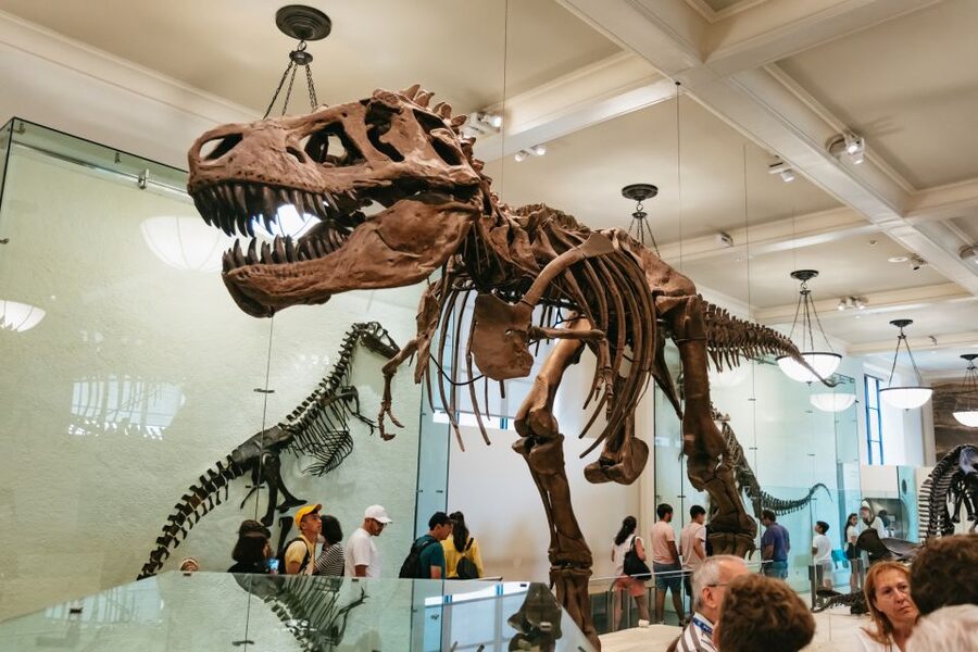 New York City: American Museum of Natural History Ticket - Key points to know before you go