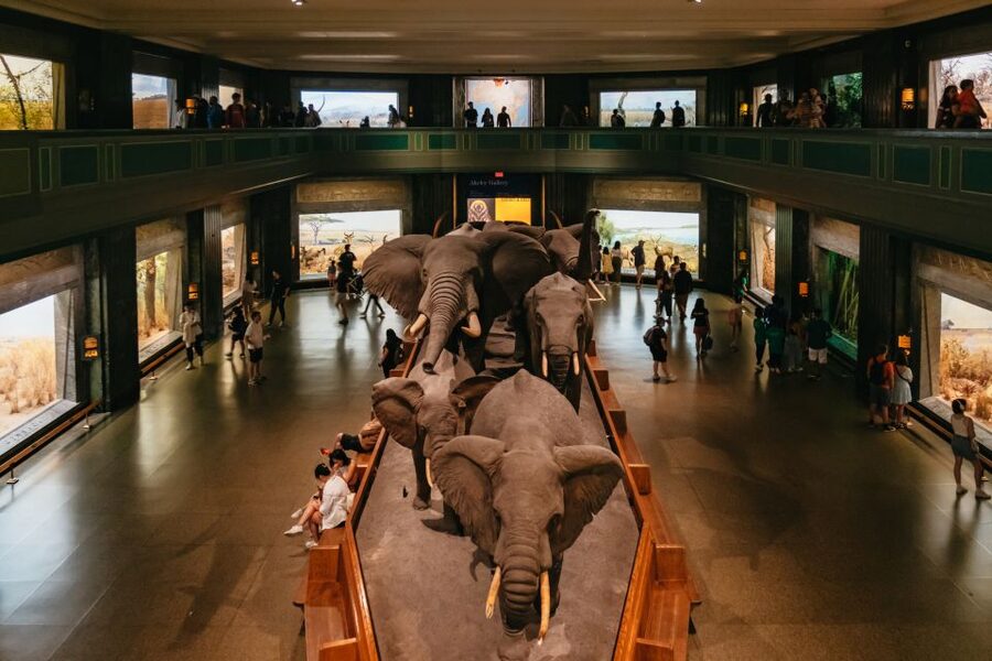 New York City: American Museum of Natural History Ticket - Starting at the American Museum of Natural History