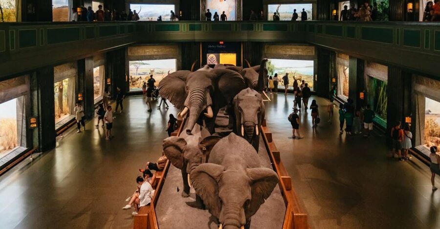 New York City: American Museum of Natural History Ticket - The Rose Center and a trip through space