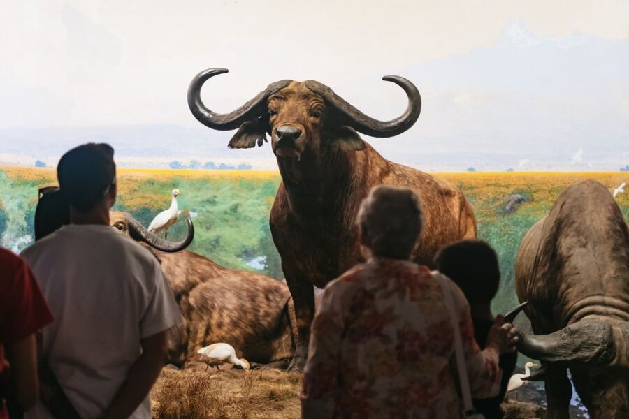 New York City: American Museum of Natural History Ticket - The Gilder Center’s modern approach to science