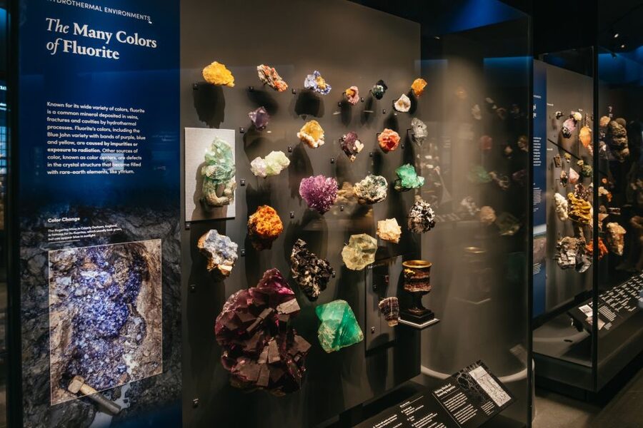 New York City: American Museum of Natural History Ticket - Ocean life, biodiversity, and cultures around the world