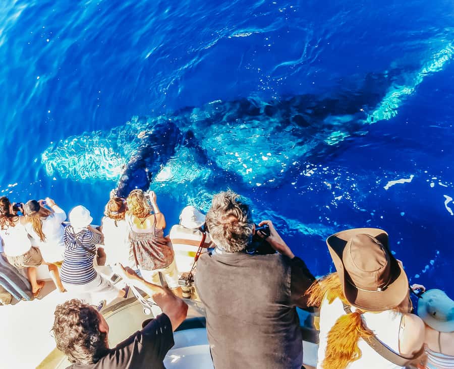 Newport Beach: 2-Hour Whale Watching Tour - Key points before you book