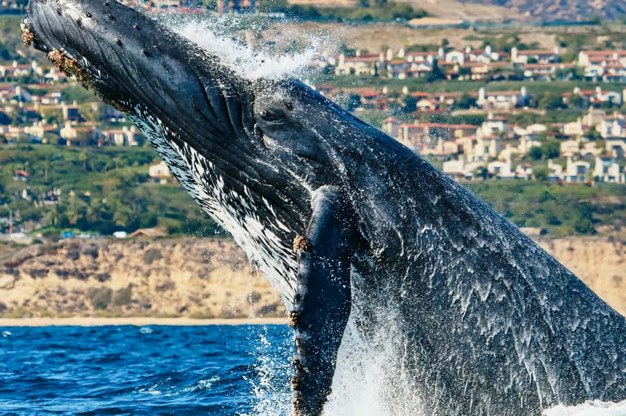 Newport Beach: 2-Hour Whale Watching Tour - Why this $27 cruise is worth considering