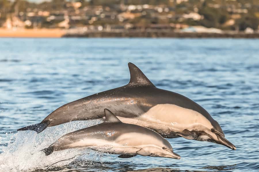 Newport Beach: 2-Hour Whale Watching Tour - Corona del Mar brings the safety briefing