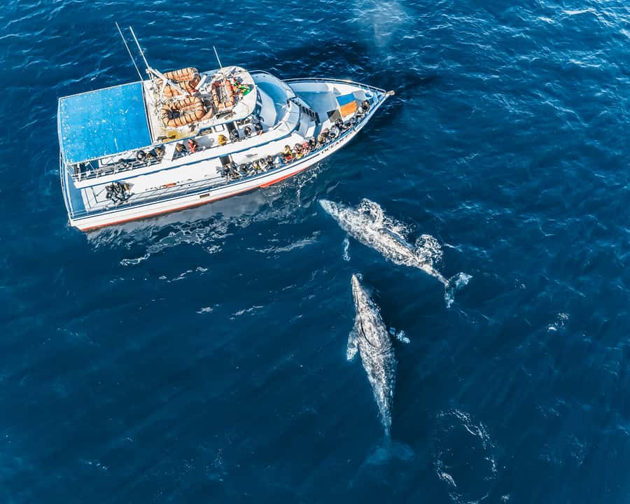 Newport Beach: 2-Hour Whale Watching Tour - Crystal Cove and the Newport-Laguna coastline