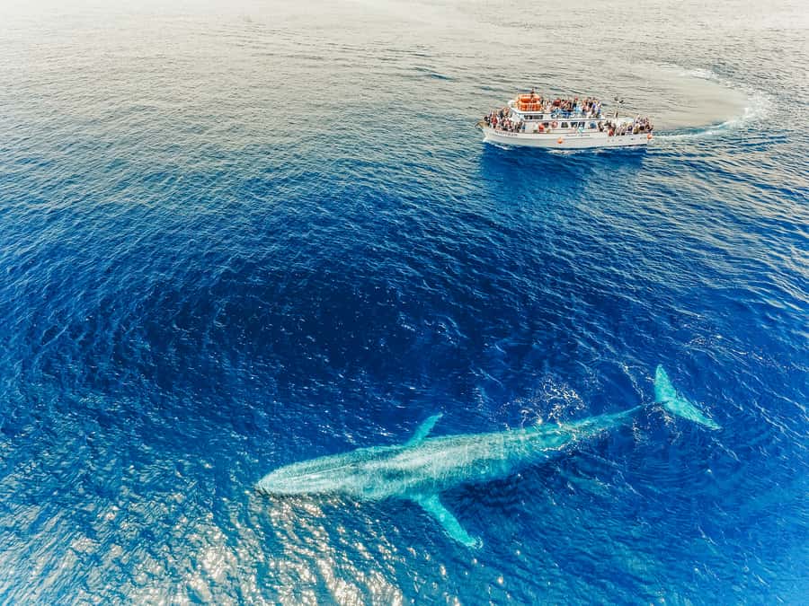 Newport Beach: 2-Hour Whale Watching Tour - Two hours in Newport Beach searching for whales