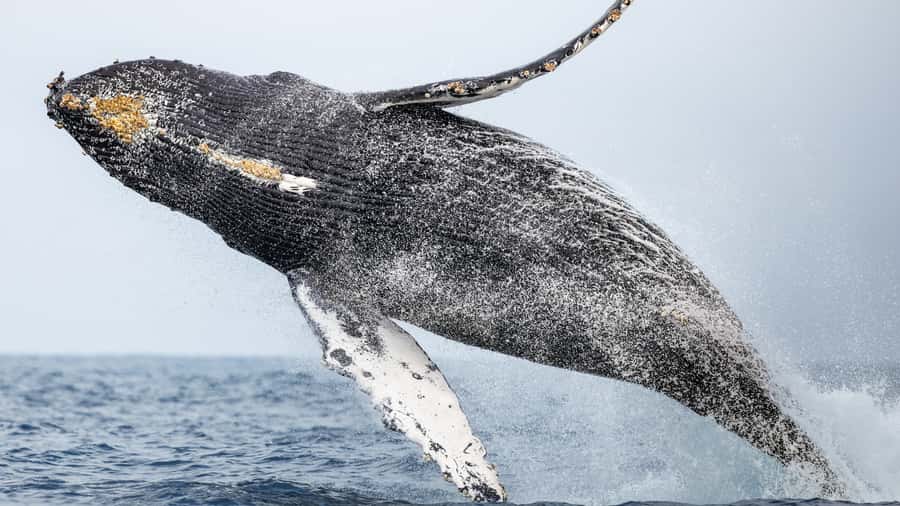 Newport Beach: 2-Hour Whale Watching Tour - What to bring and how to prepare