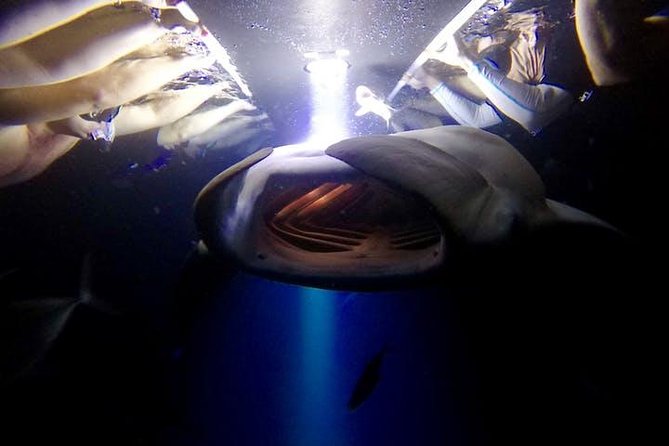Night Manta Ray Experience - Why Kona’s night manta show feels so unusual
