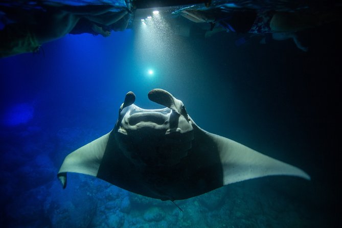 Night Manta Ray Experience - The manta guarantee and cancellation rules