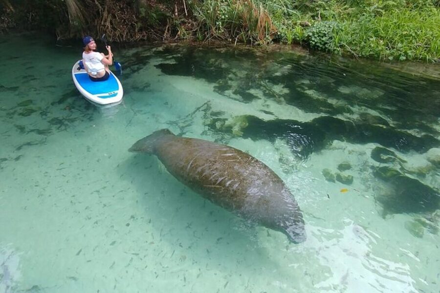 North Miami: Nature & Island Exploration on SUP/Kayak - Island stops, birds, raccoons, and unexpected wildlife